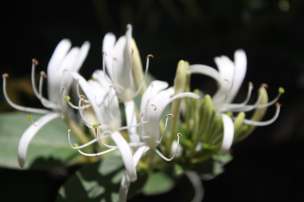 金银花忍冬图片