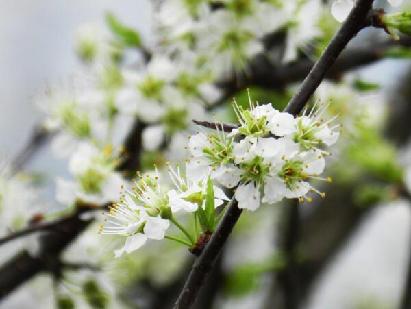 苹果花图片