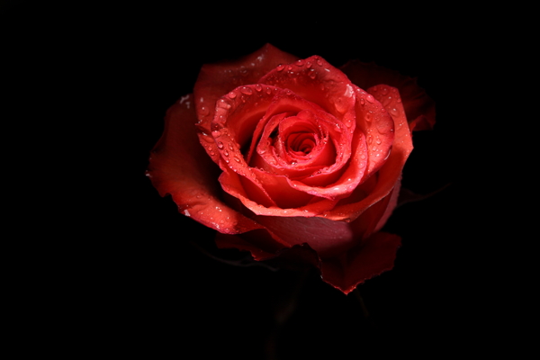 火红的玫瑰图片