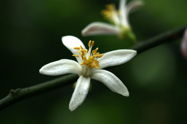 一枝柠檬花图片