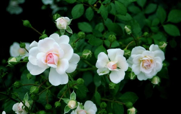 蔷薇科花卉图片