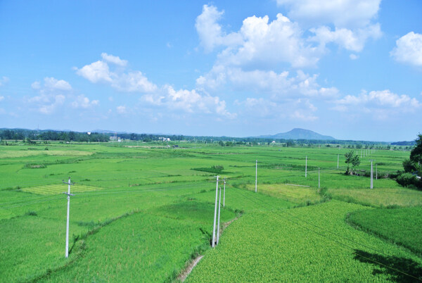 绿色田野图片