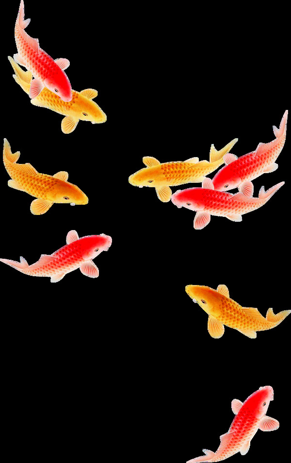 红黄鲤鱼