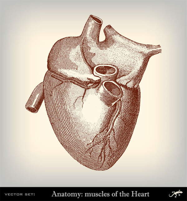 人体心脏器官图片