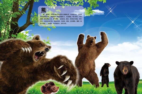 熊熊海报图片