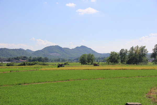 田野