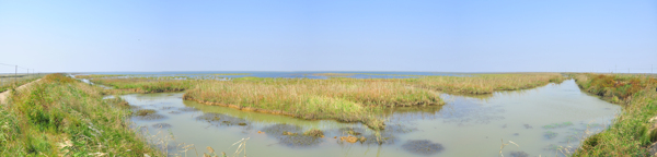 鄱阳湖湿地全景图片