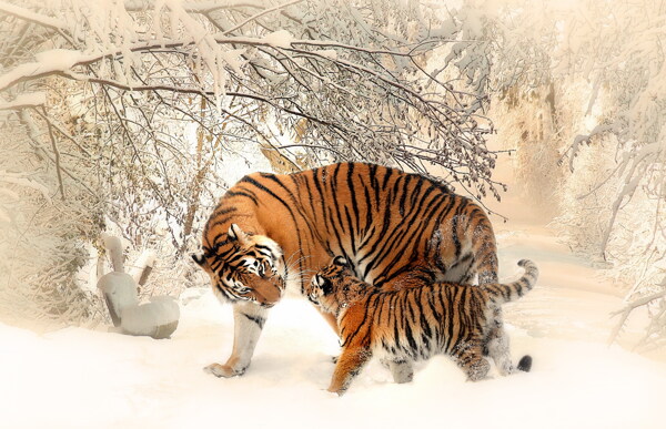雪地里的东北虎图片