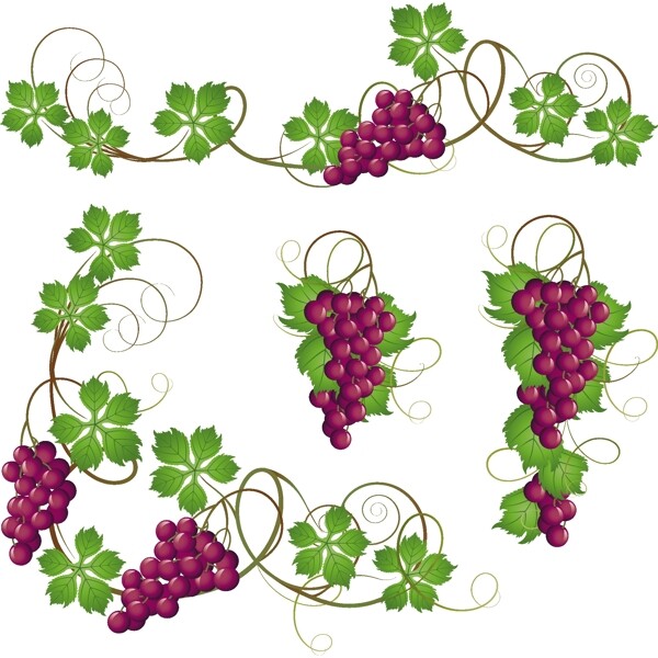 葡萄和葡萄叶片紫色束矢量素材