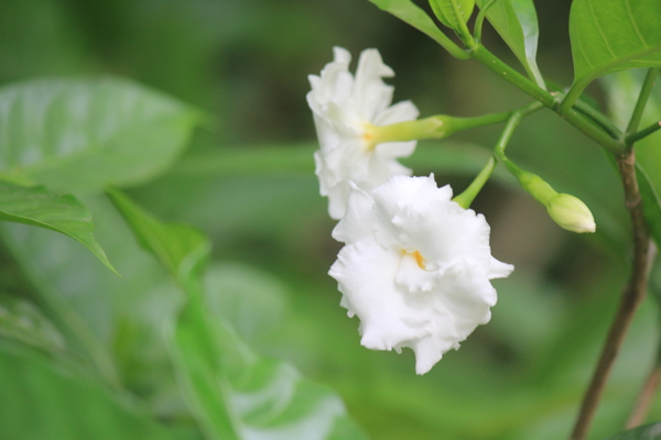 狗牙花图片