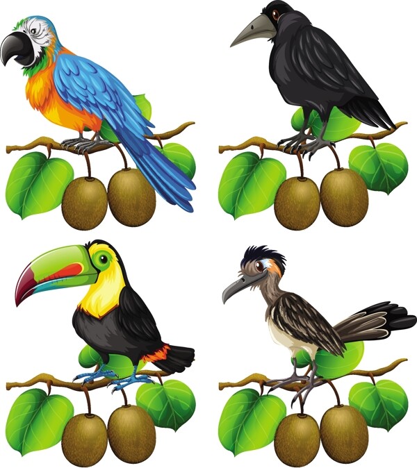 不同种类鸟类的猕猴桃科插图