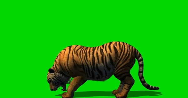 老虎绿屏抠像视频素材
