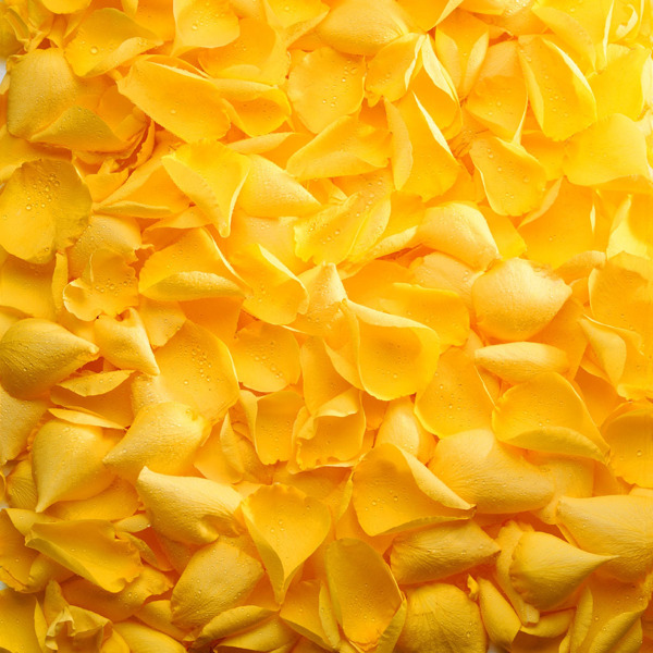 黄色玫瑰花瓣背景图片