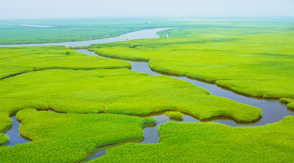 盘锦红海滩湿地图片