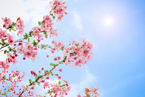 春天小清新海棠花图片