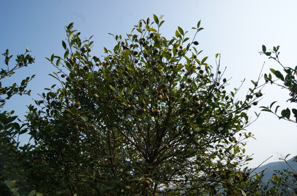 茶油树图片