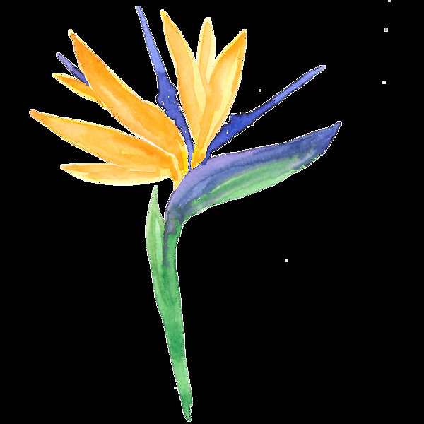 手绘水彩色彩鲜艳的花朵装饰素材