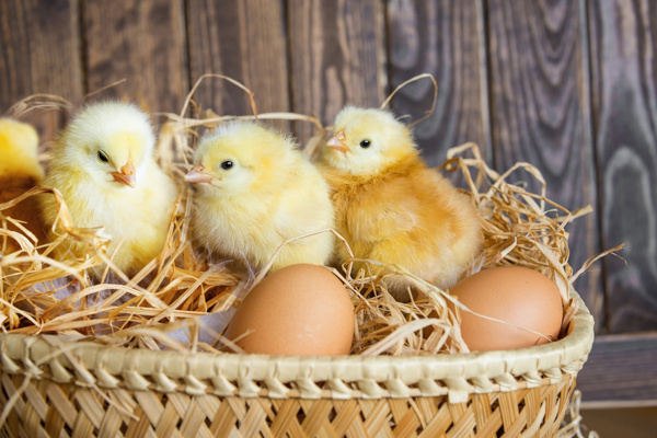 篮子里的小鸡和鸡蛋
