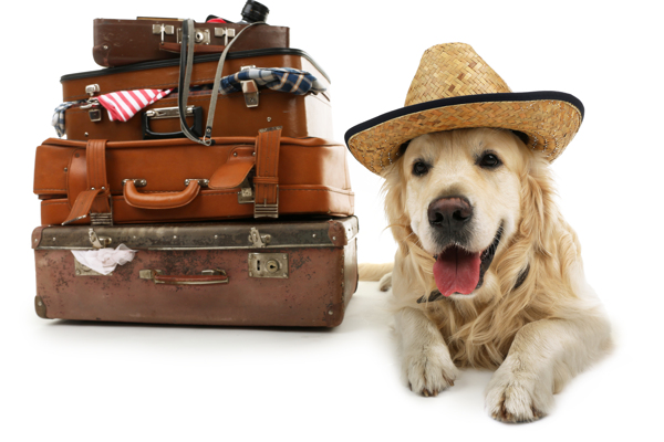 旅游箱与坐着的狗图片