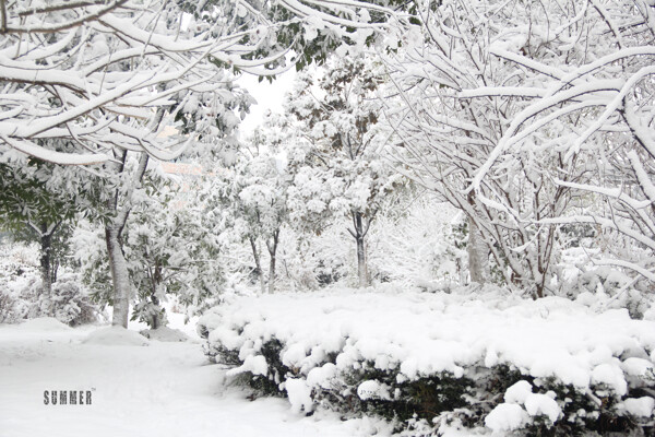 雪中小路图片