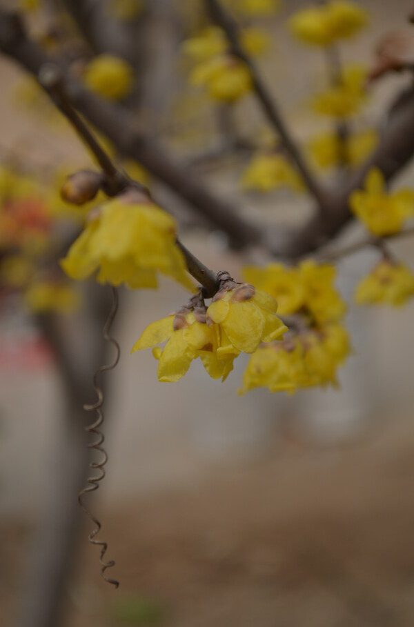 腊梅花图片