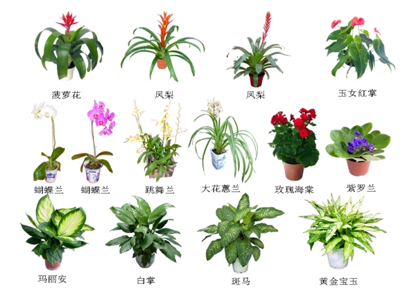 盆景花植物园林图片