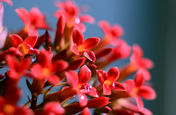 红色长寿花