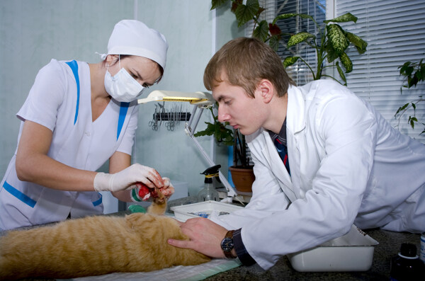 给猫咪包扎伤口的兽医图片