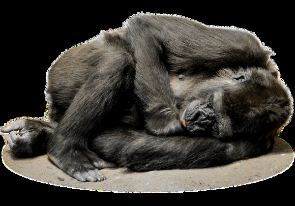 侧躺着的黑猩猩免抠png透明素材