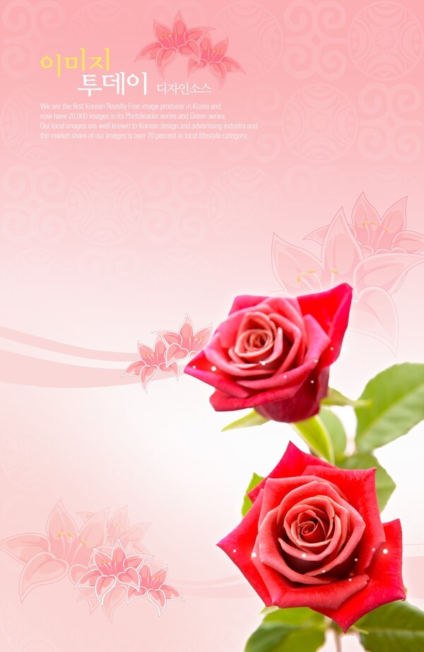 粉红色玫瑰底图图片