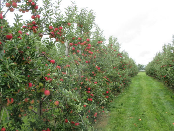 苹果果园种植基地