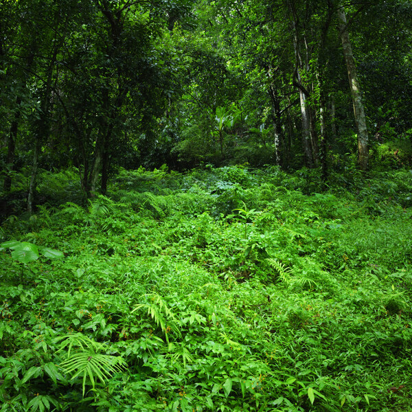 热带雨林风景