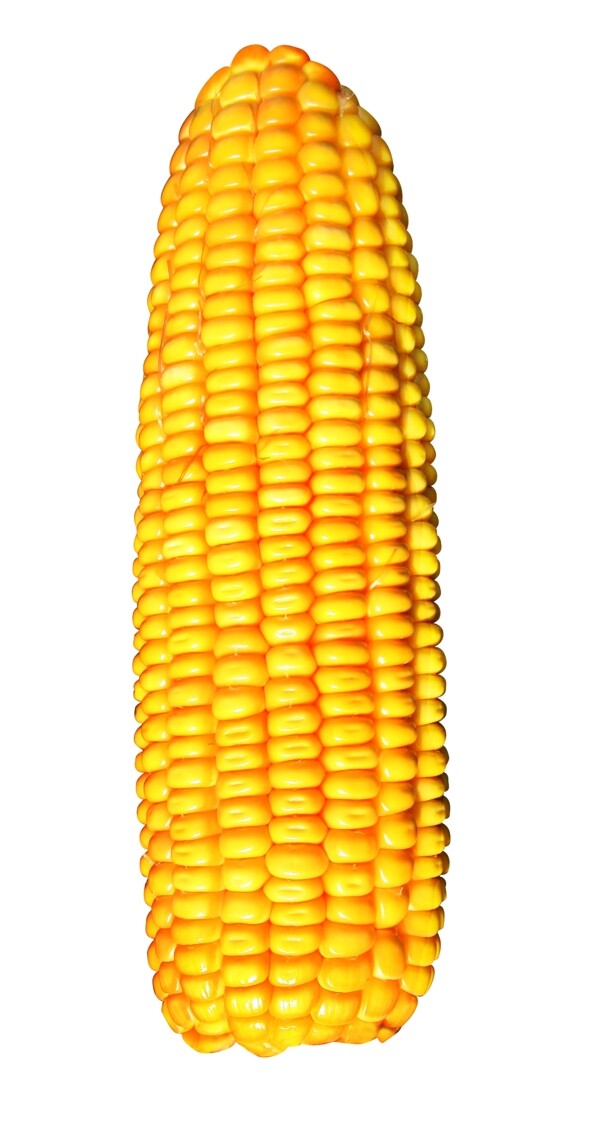 最新玉米棒图片