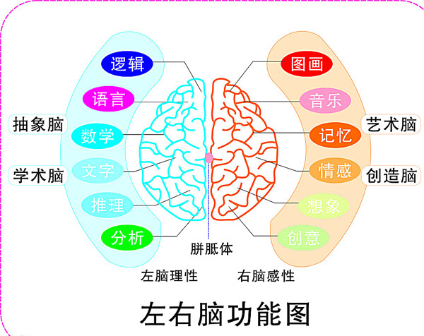 大脑图图片