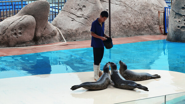 海豹表演海宝湾生态保育公园