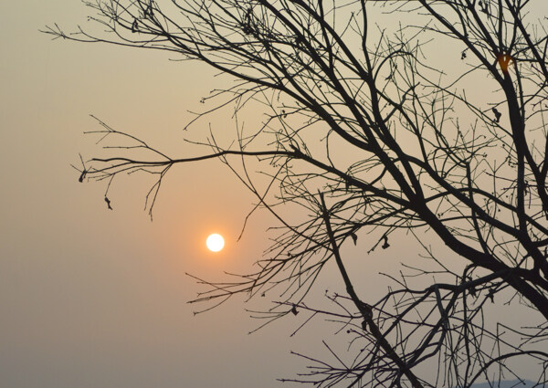 树枝与夕阳图片