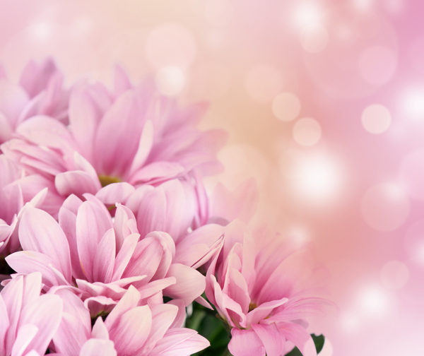 春天粉红色鲜花背景图片