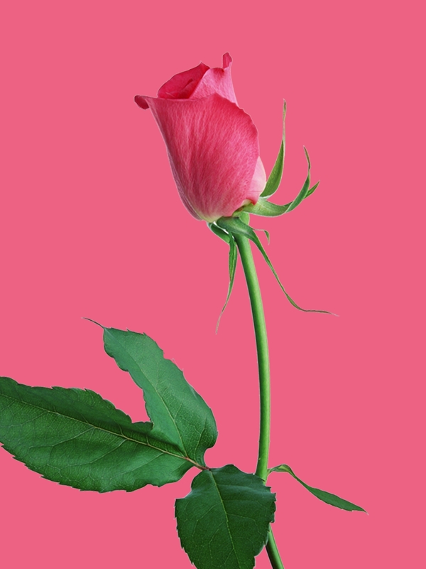 粉色花朵三八妇女节海报背景设计