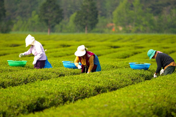 茶林采茶