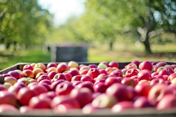果农运输新鲜苹果
