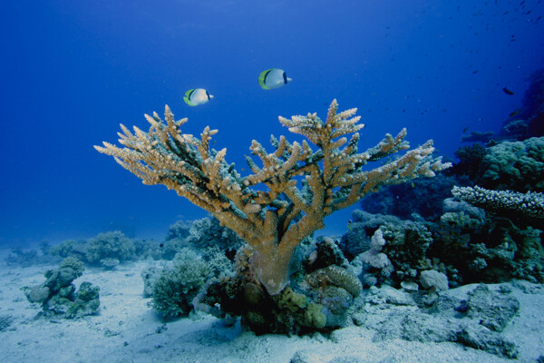 漂亮的珊瑚礁