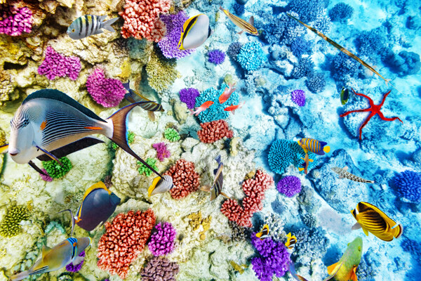 五彩珊瑚和游鱼图片