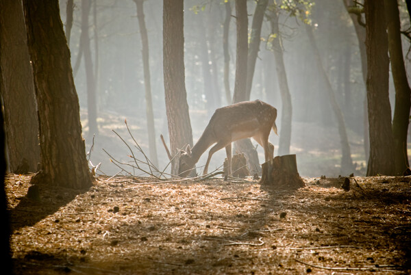 树林里的小鹿图片