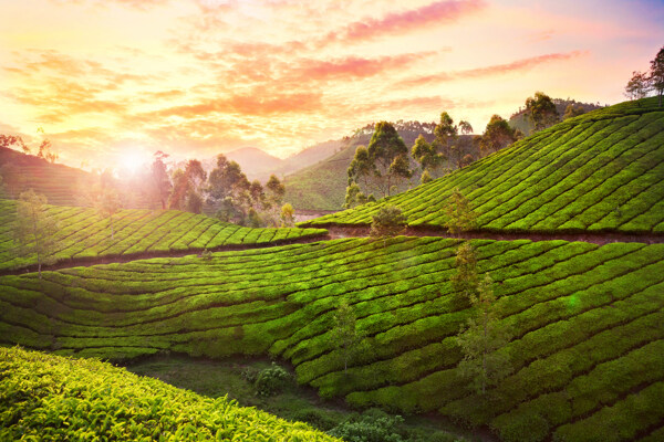 美丽茶山风景