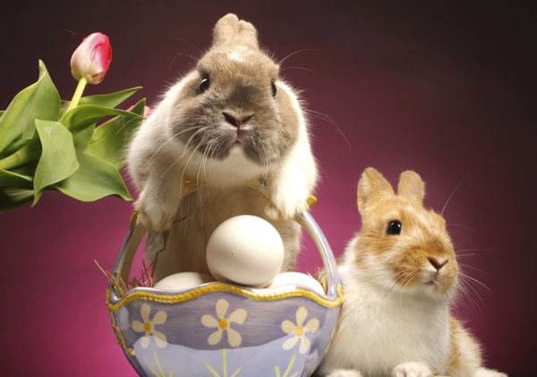 两个在篮子里的可爱兔子图片