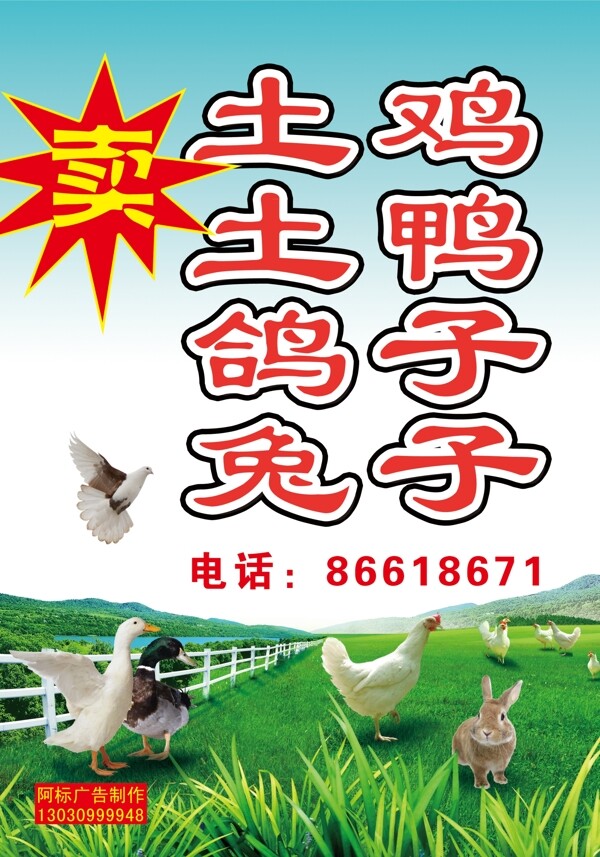 家禽销售海报图片