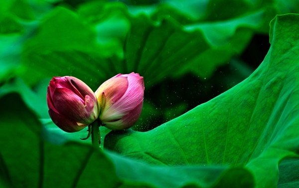 吉祥并蒂莲图片