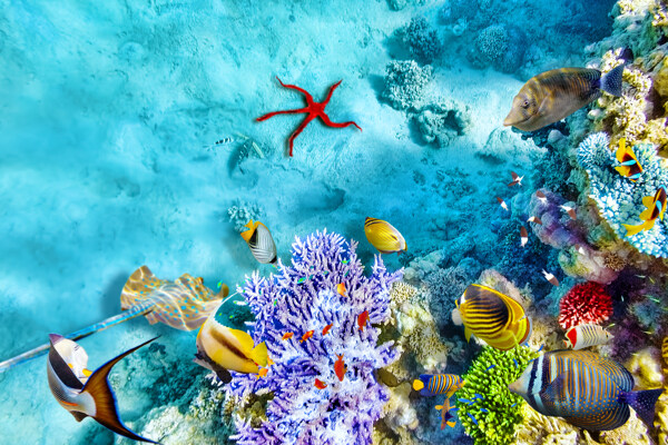 美丽珊瑚与鱼群
