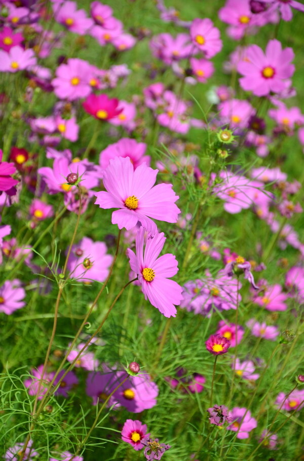 格桑花图片