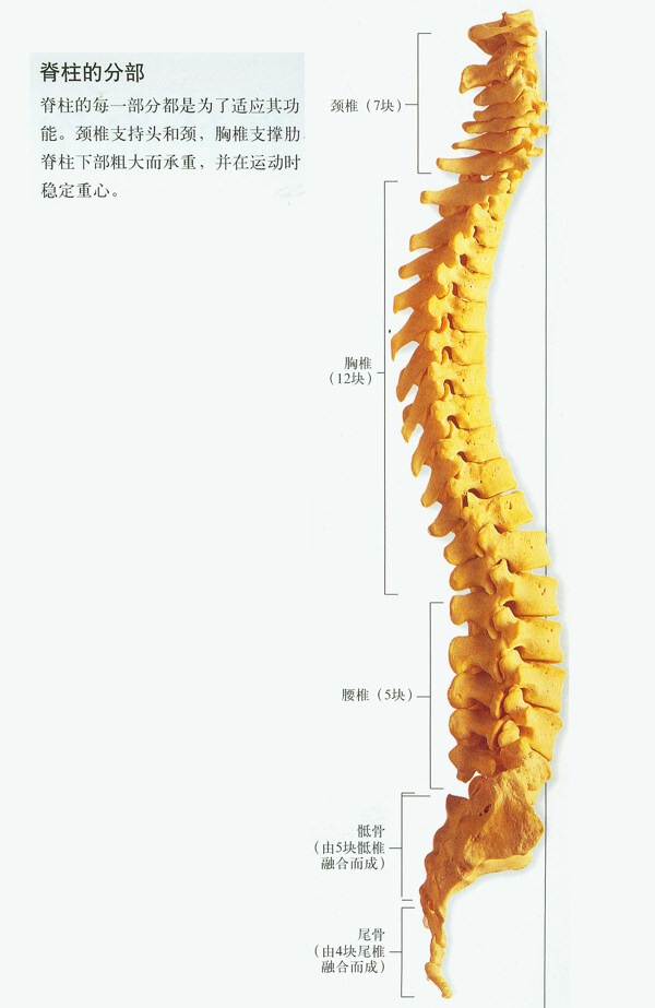 人体脊柱图图片